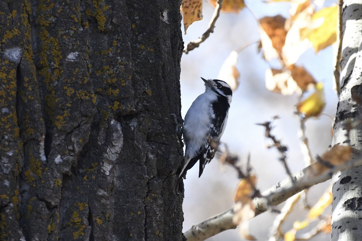 Pic mineur - ML644573962