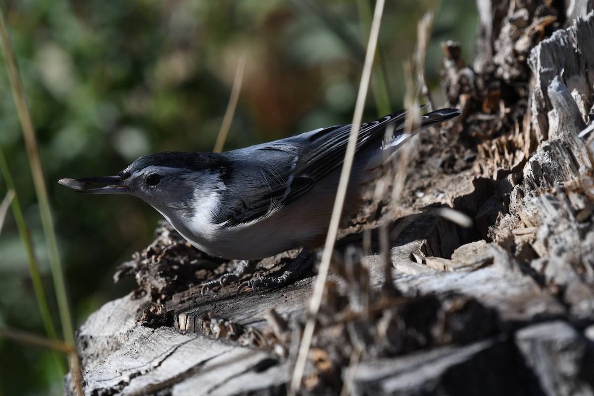 Sittelle à poitrine blanche - ML644573964