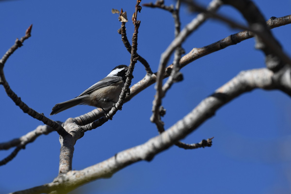 Mésange à tête noire - ML644573965