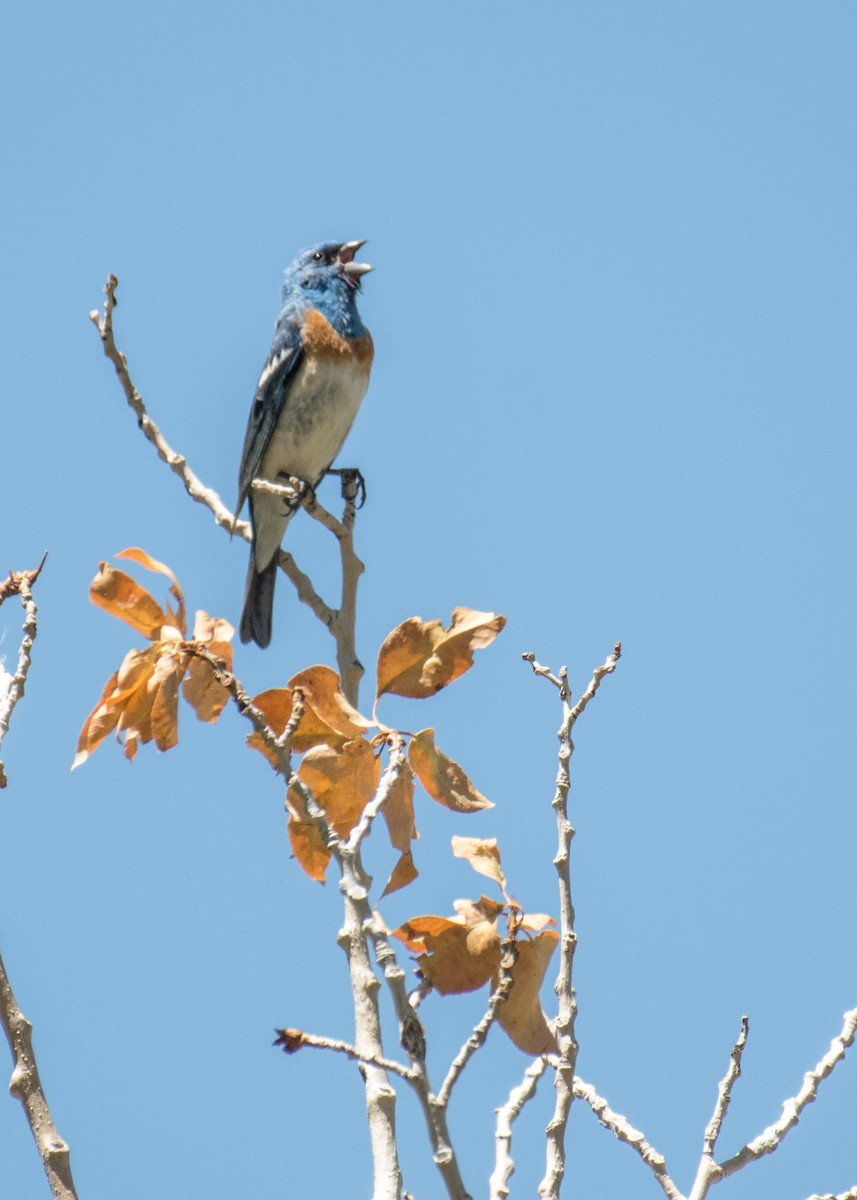 Passerin azuré - ML644573966