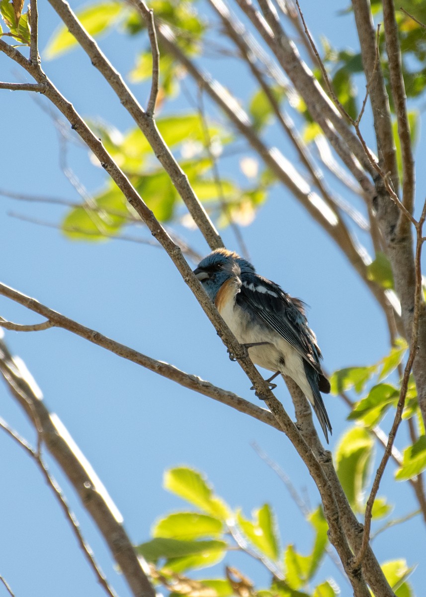 Lazuli Bunting - ML644573967