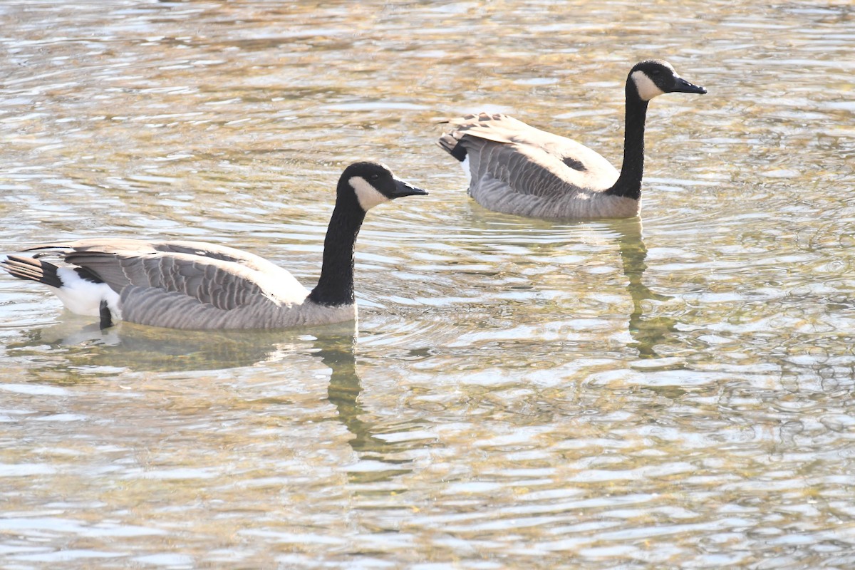 Bernache du Canada - ML644573968