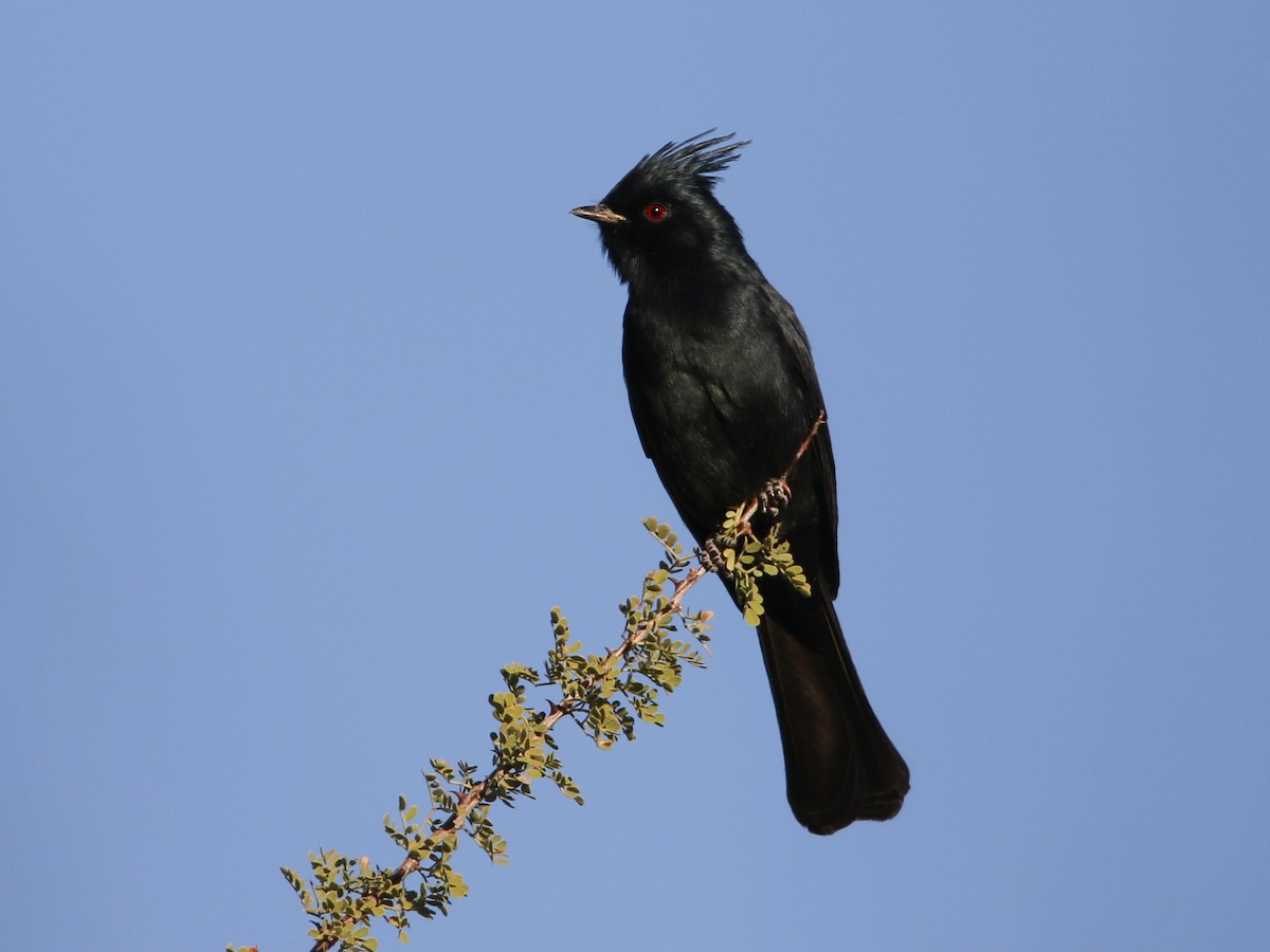 Phainopepla - ML644573969