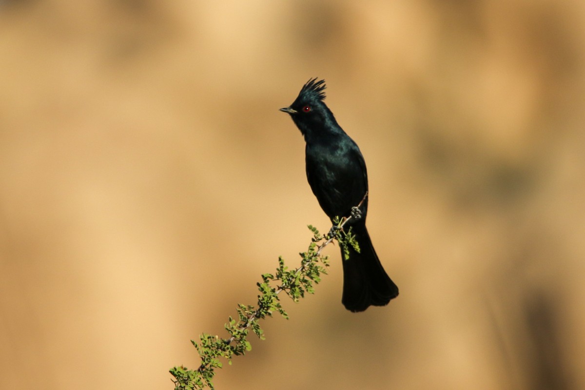 Phainopepla - ML644573970