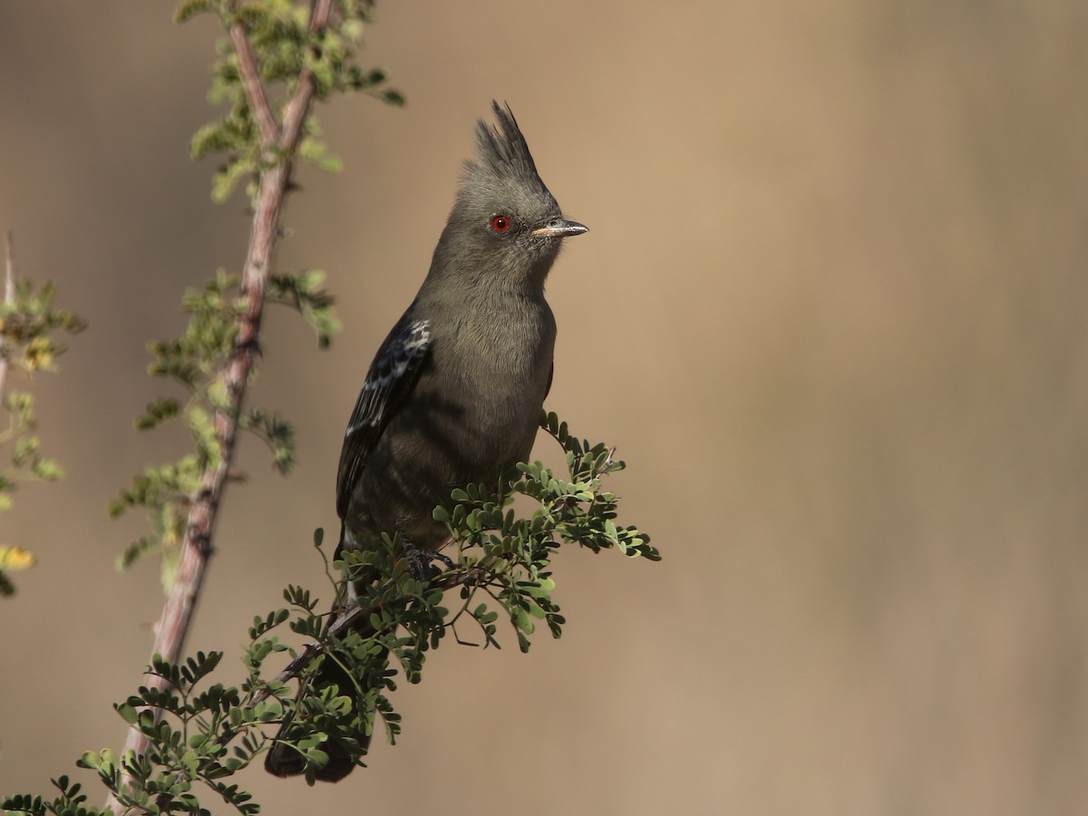 Phainopepla - ML644573971