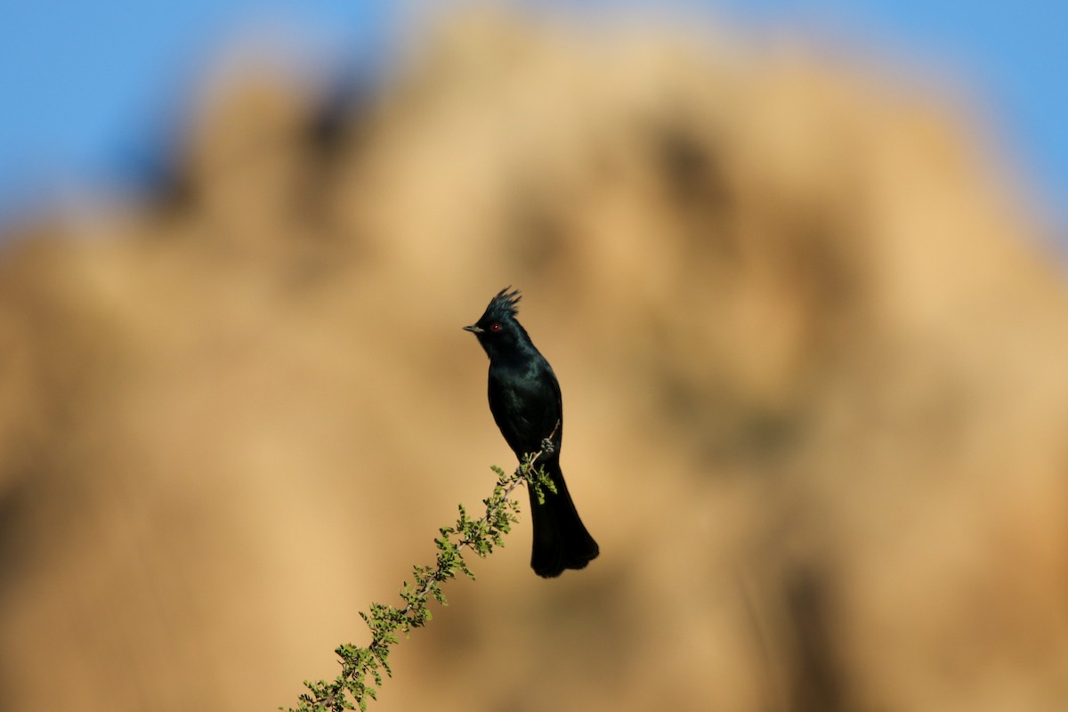 Phainopepla - ML644573972