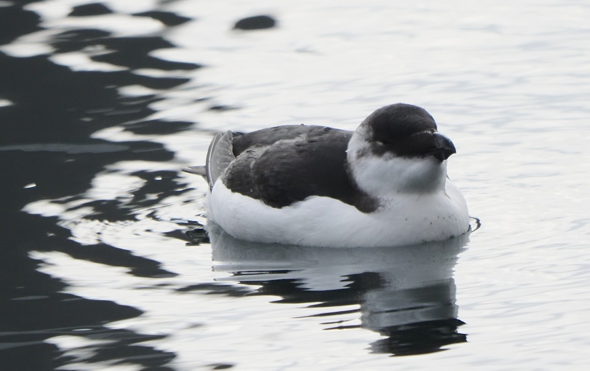 Razorbill - ML644573978