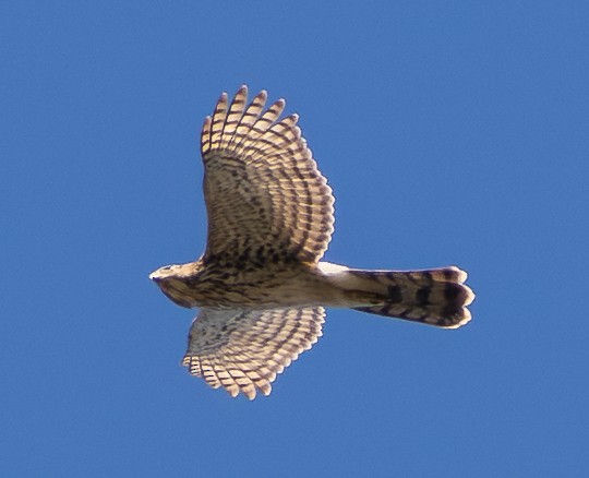 Cooper's Hawk - ML644574000