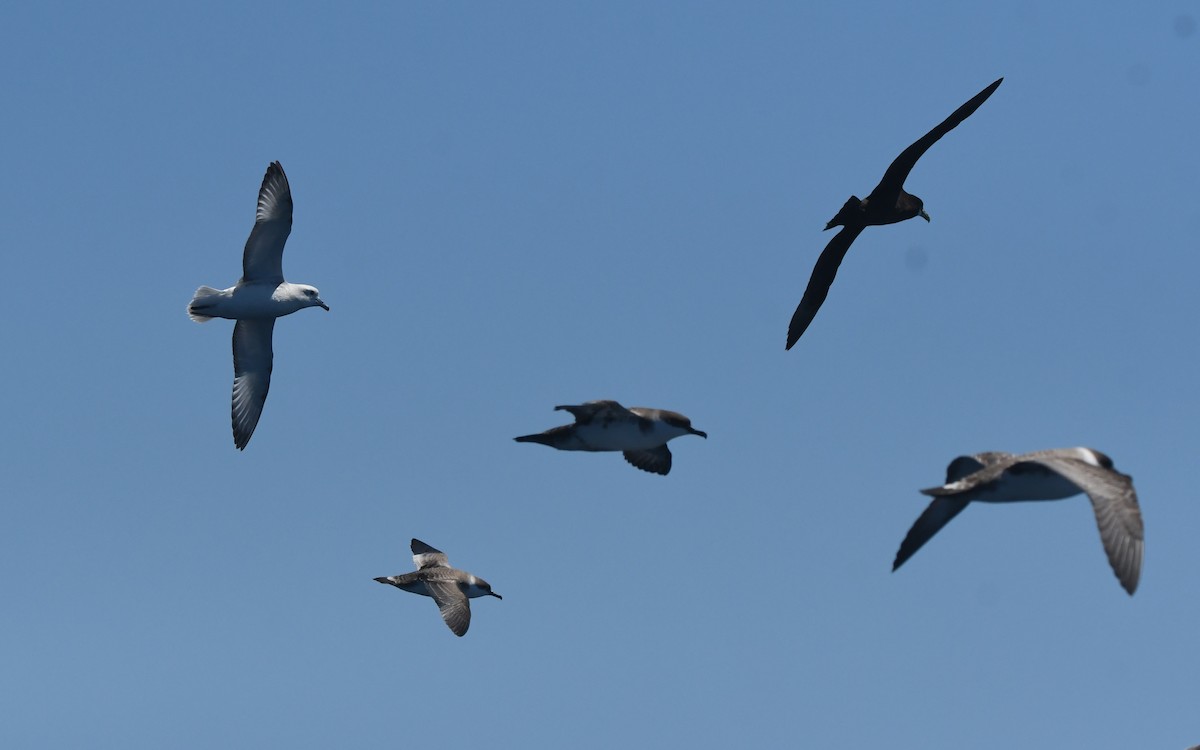 Southern Fulmar - ML644574004