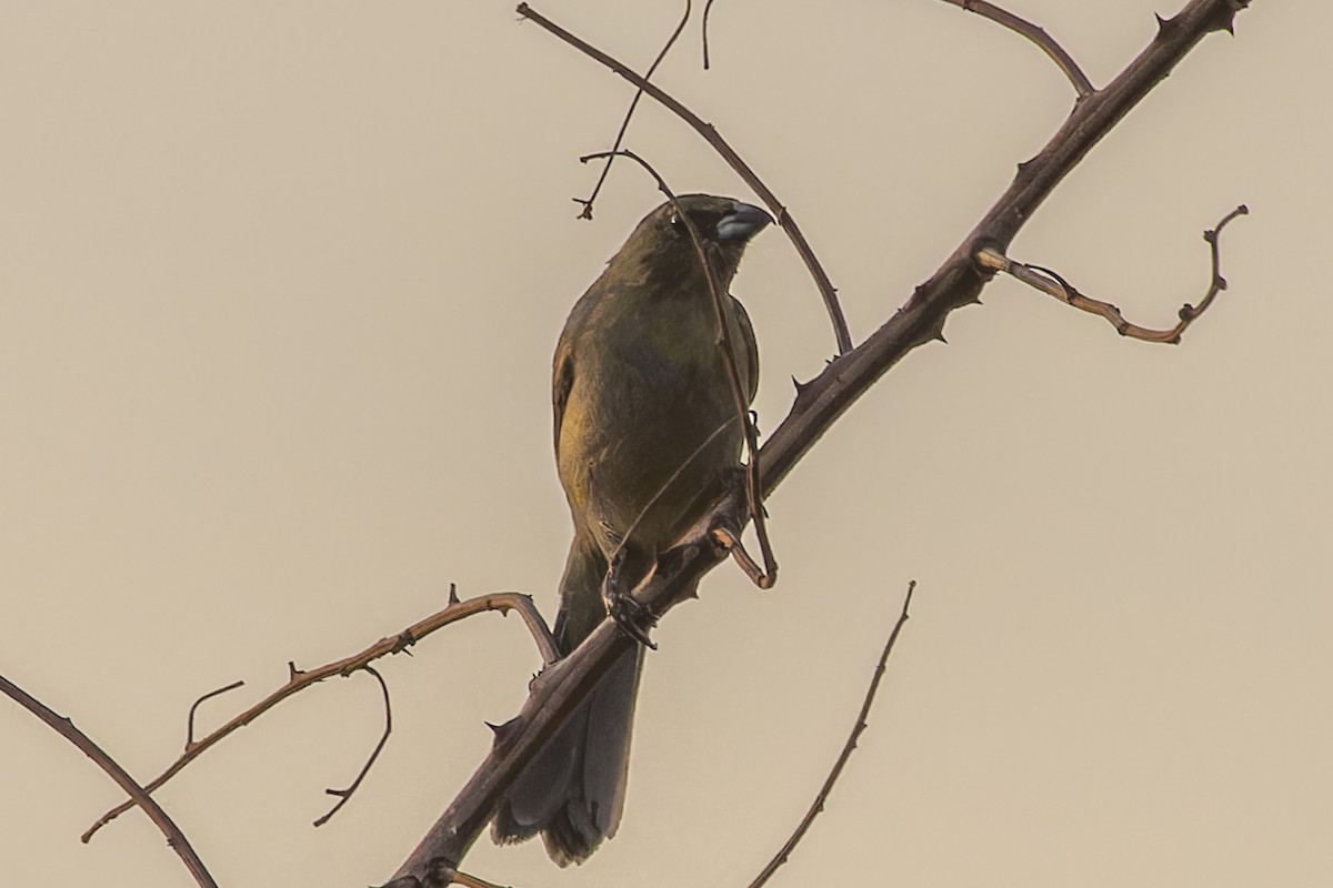 カオグロフウキンチョウ - ML644574005