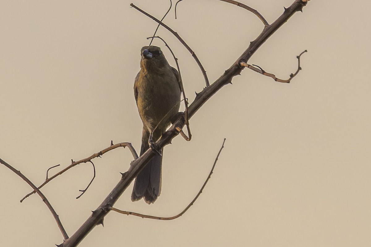 カオグロフウキンチョウ - ML644574006