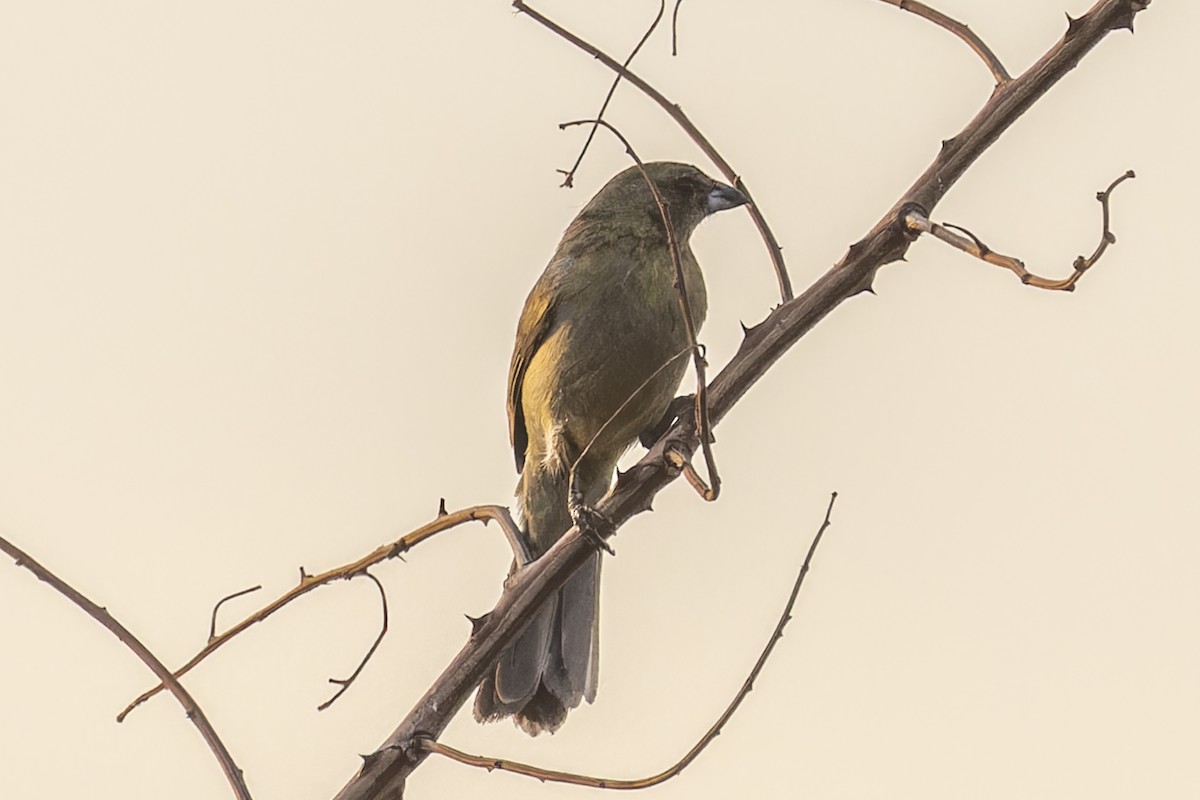 カオグロフウキンチョウ - ML644574007