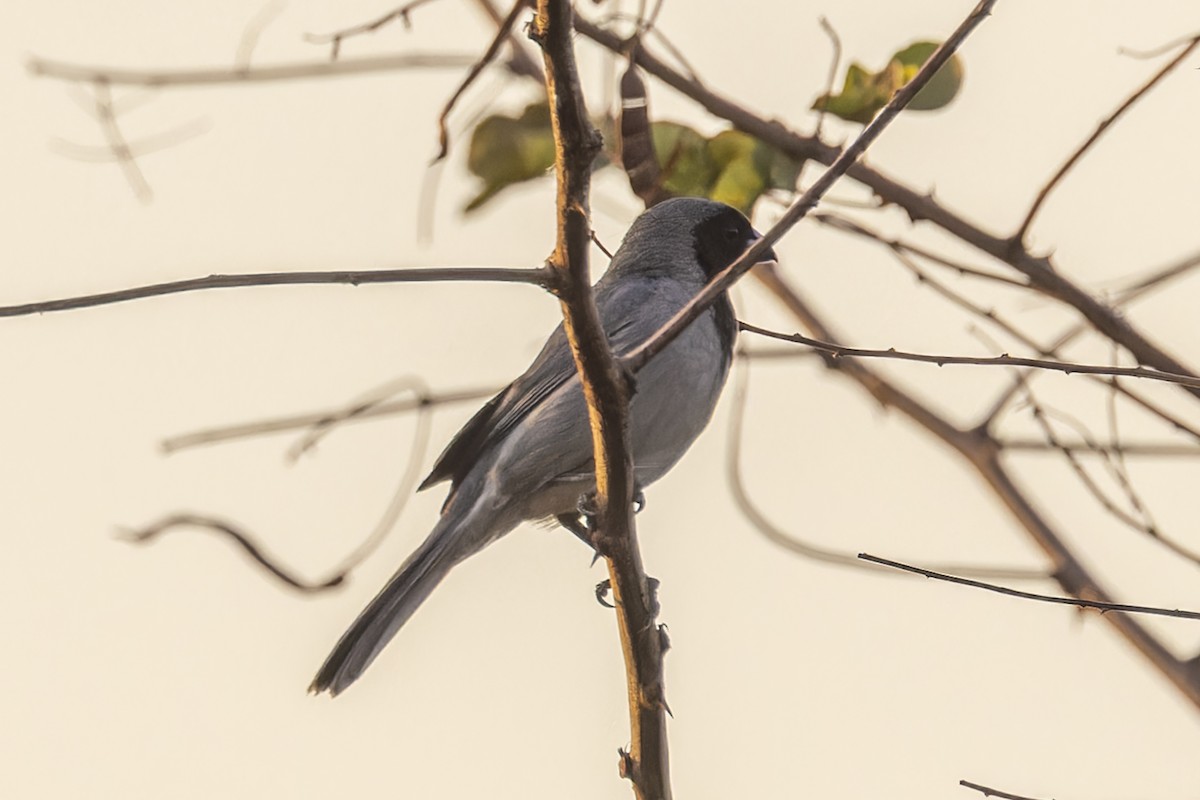 カオグロフウキンチョウ - ML644574008