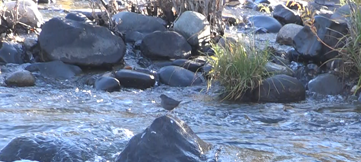 Ur-zozo iparramerikarra - ML644574012