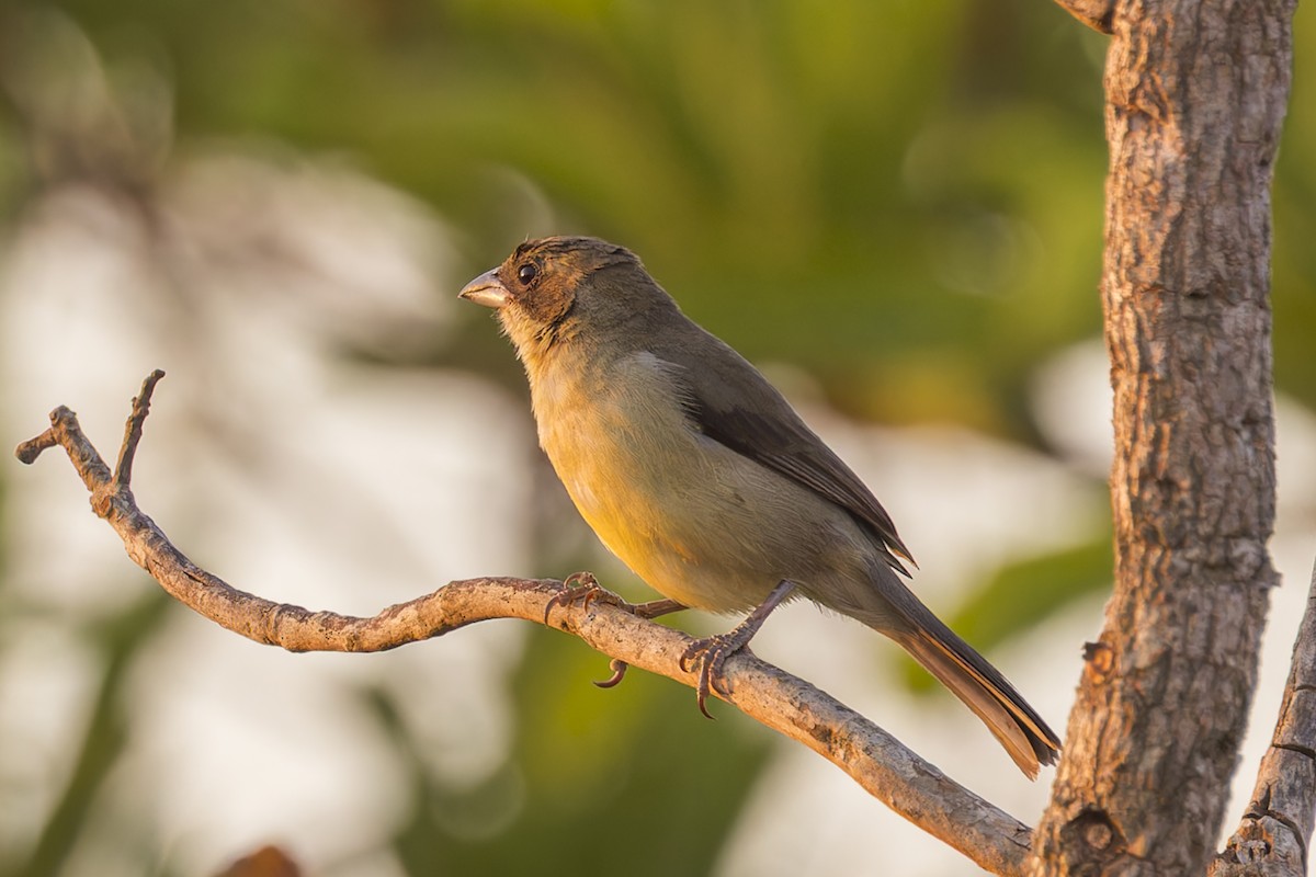 カタジロフウキンチョウ - ML644574015