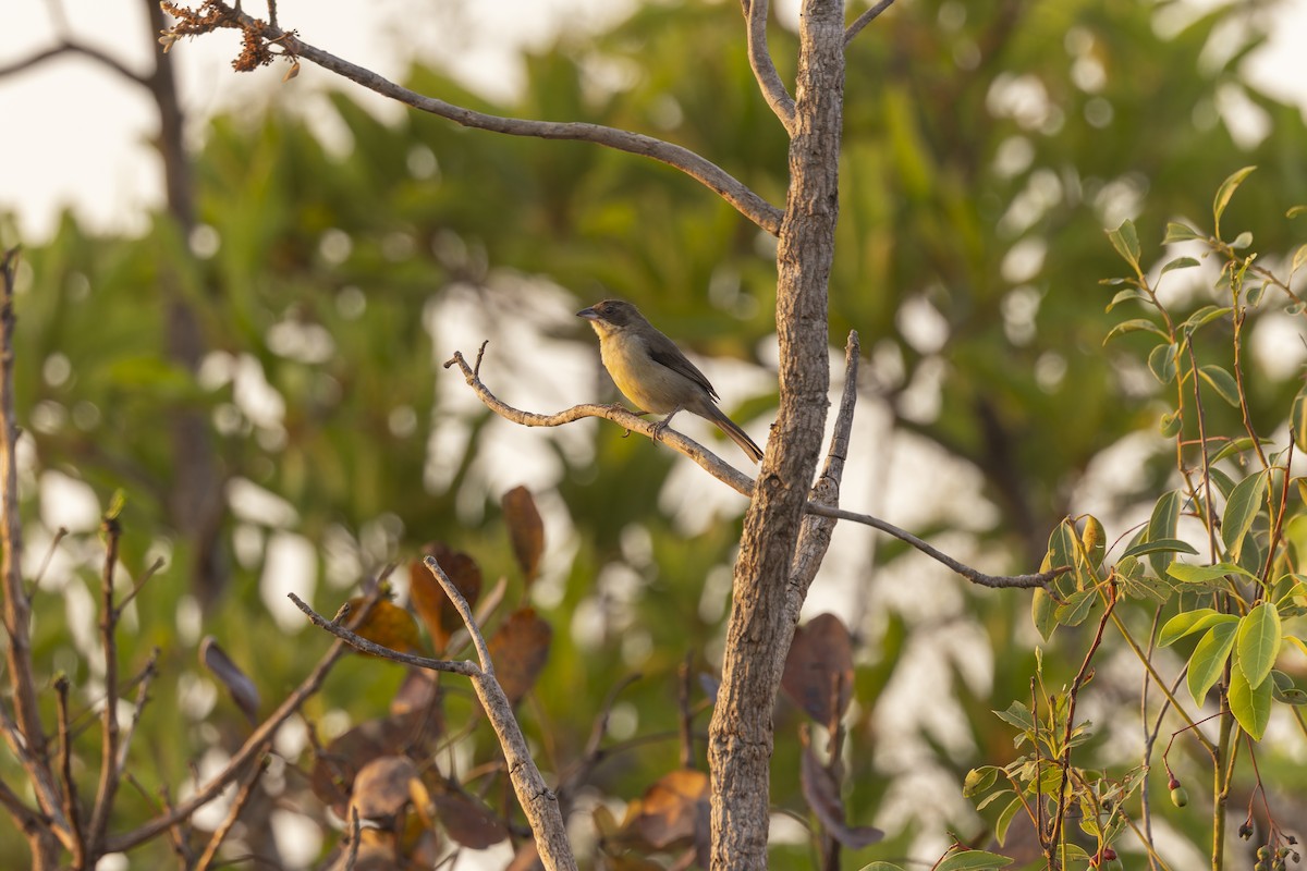 カタジロフウキンチョウ - ML644574016