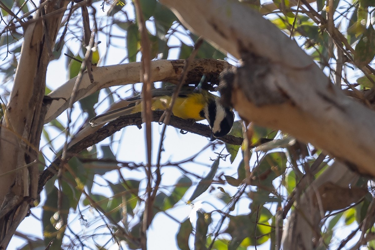 Eastern Shrike-tit - ML644574018