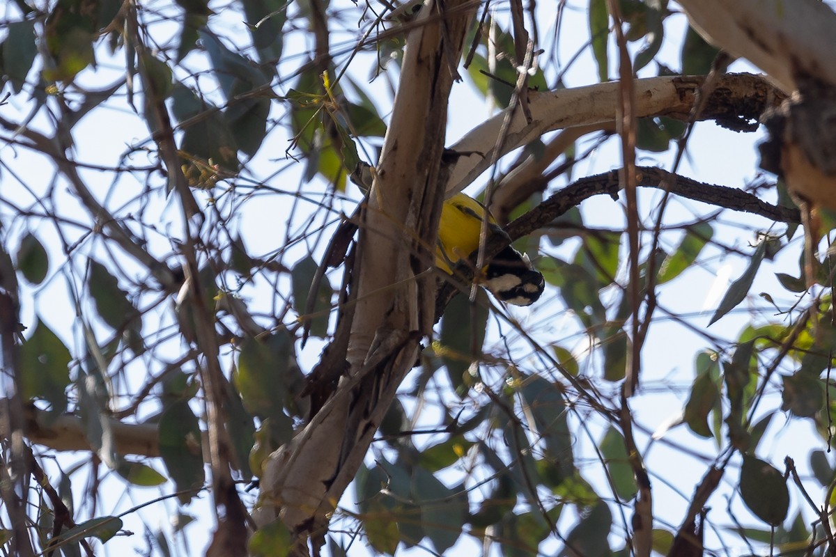 Eastern Shrike-tit - ML644574019