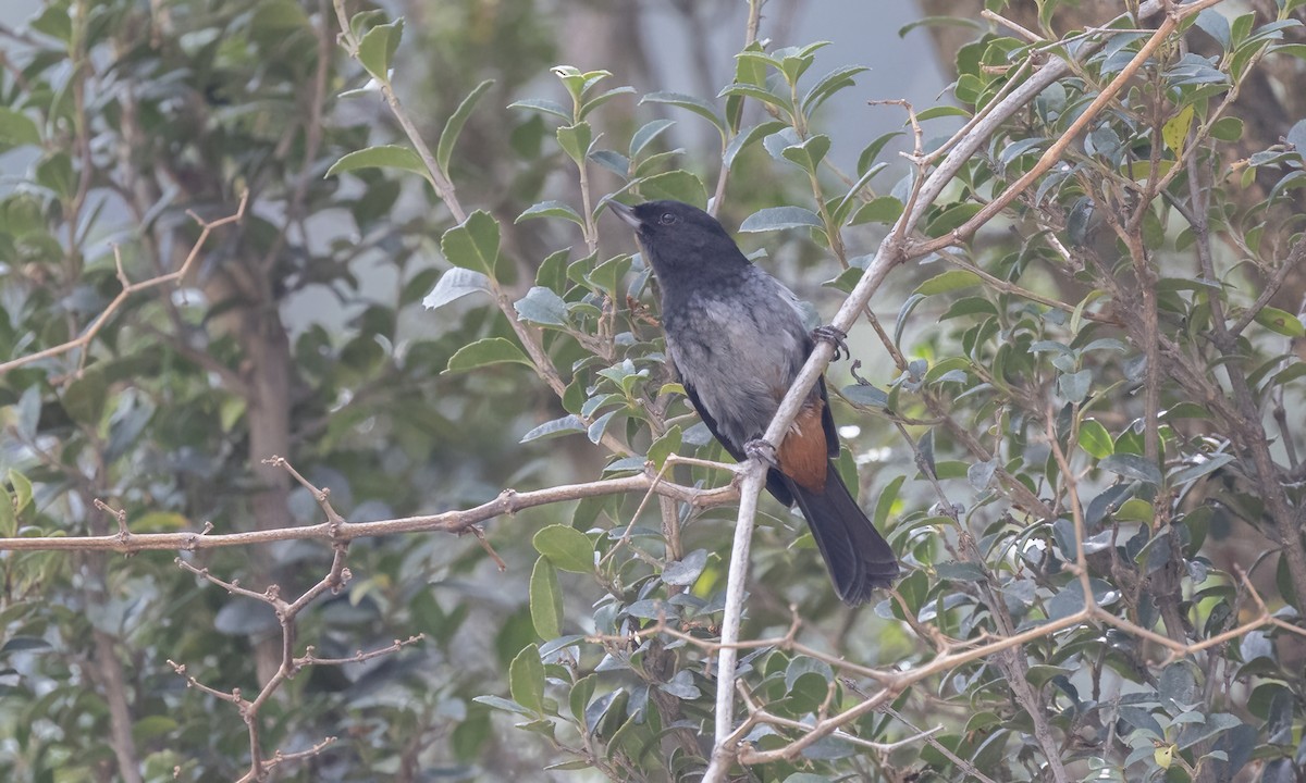 ハイバラハナサシミツドリ - ML644574020