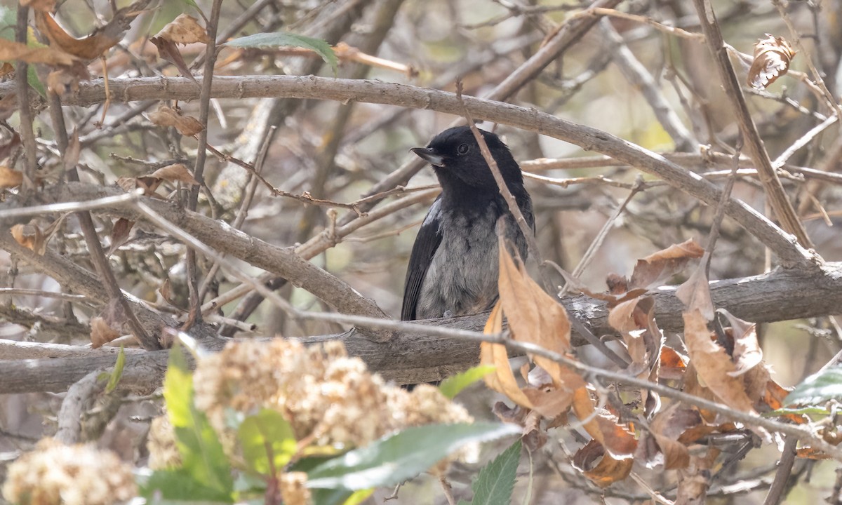 ハイバラハナサシミツドリ - ML644574021