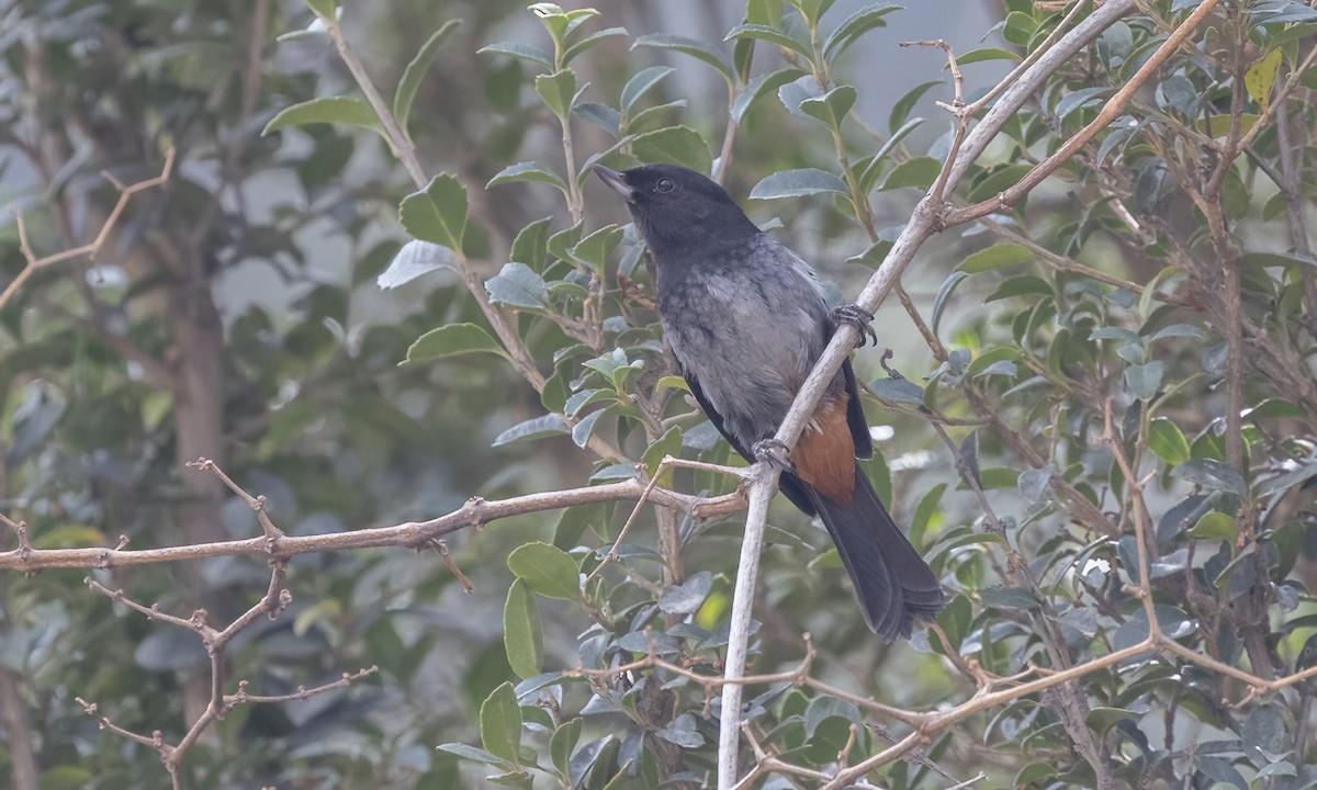 ハイバラハナサシミツドリ - ML644574022