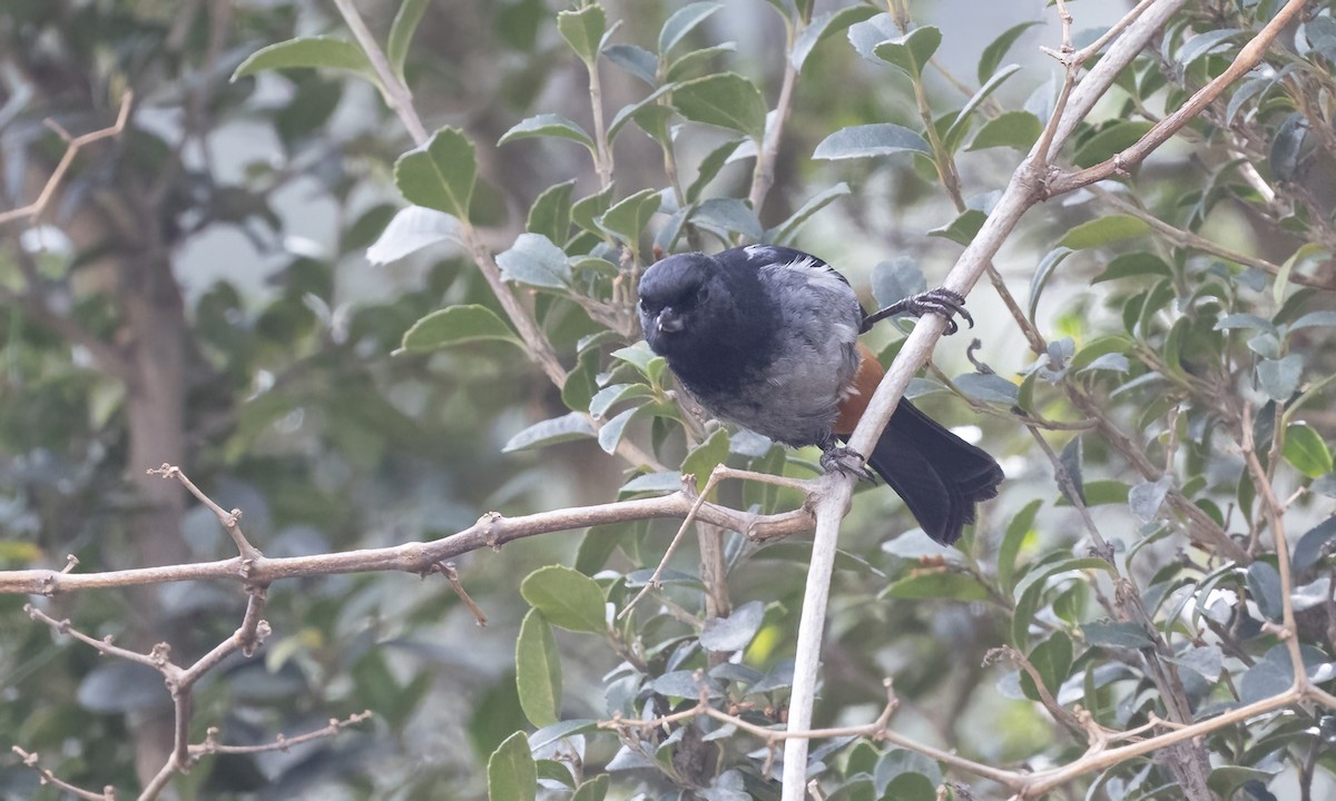 ハイバラハナサシミツドリ - ML644574023