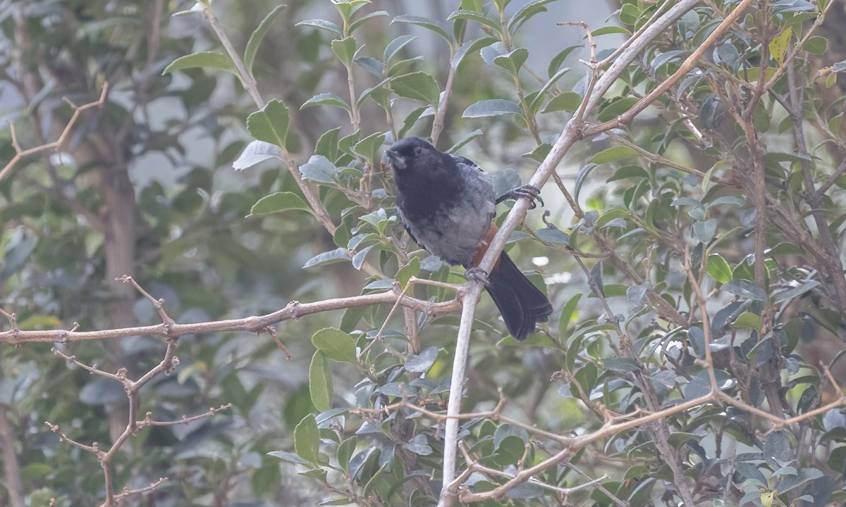 ハイバラハナサシミツドリ - ML644574024