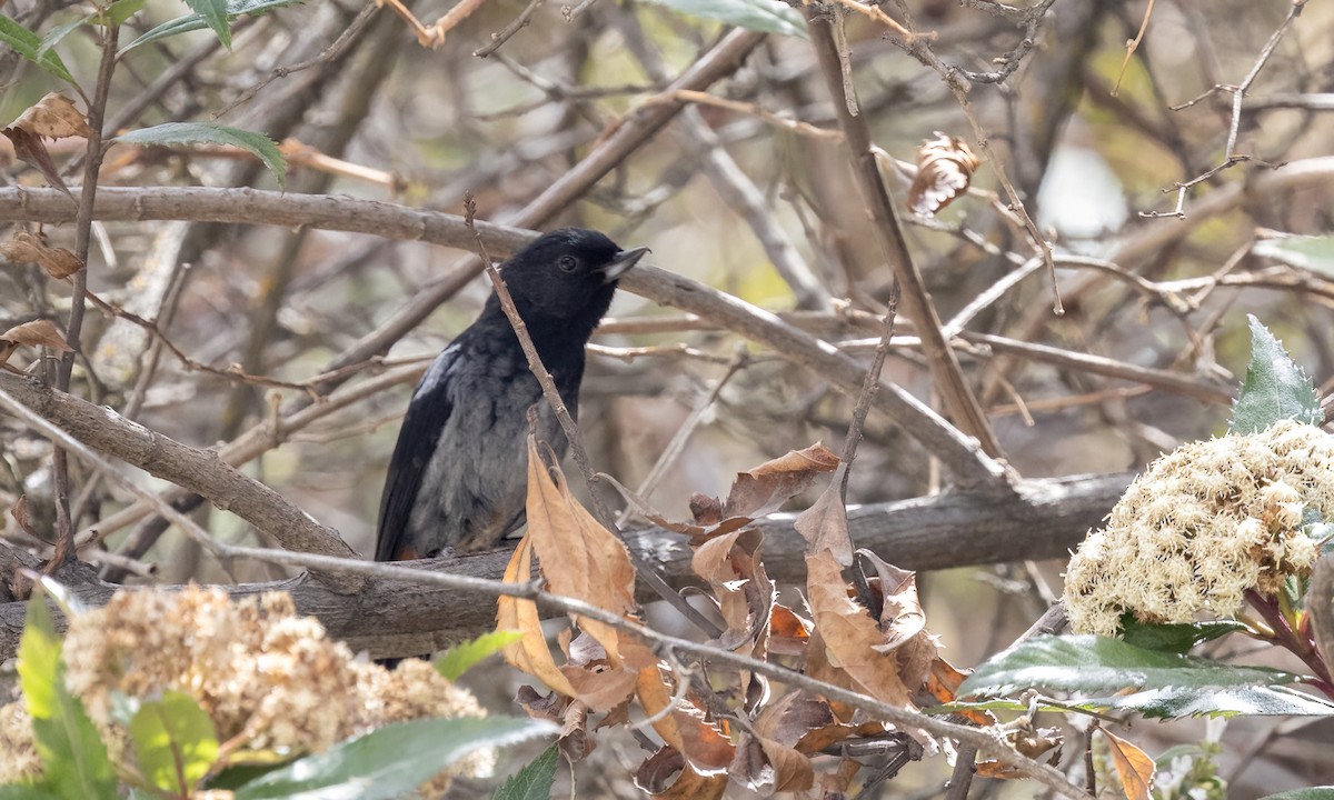 ハイバラハナサシミツドリ - ML644574025