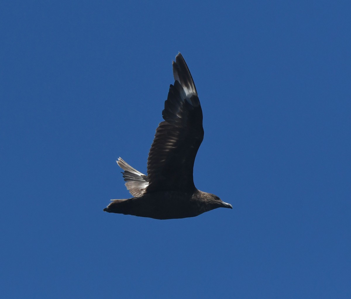 Brown Skua (Subantarctic) - ML644574026