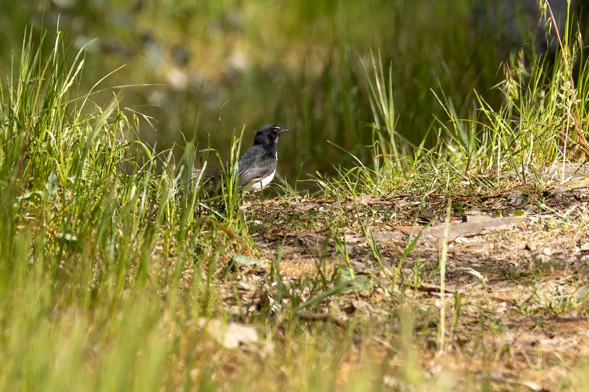 Gartenfächerschwanz - ML644574029