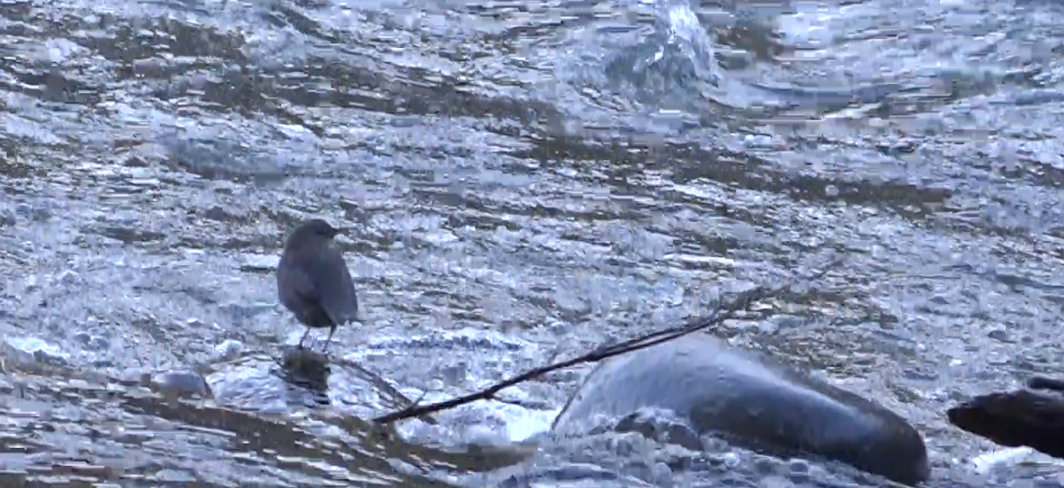 Ur-zozo iparramerikarra - ML644574031