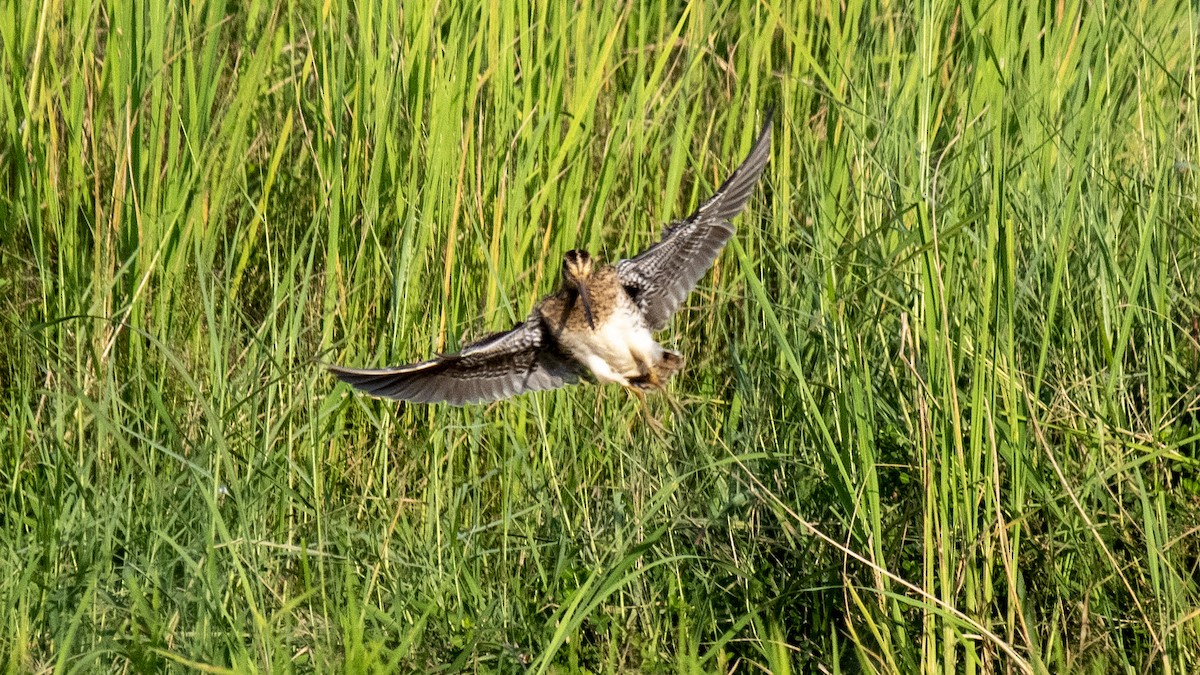 ハリオシギ - ML644574034