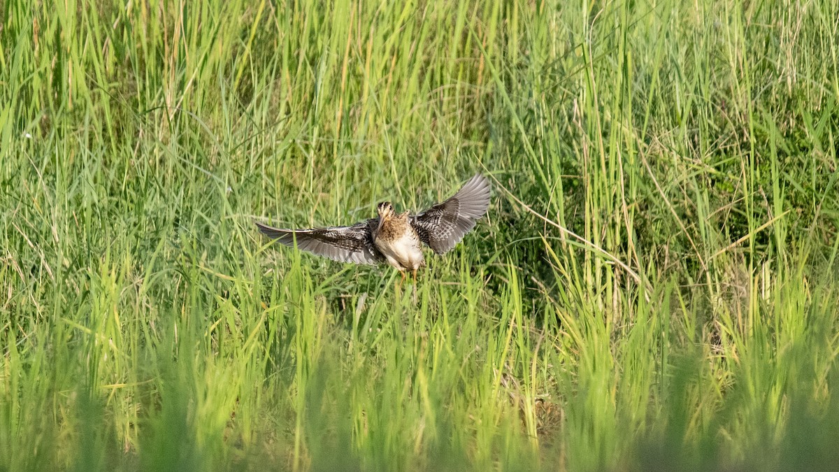 ハリオシギ - ML644574035