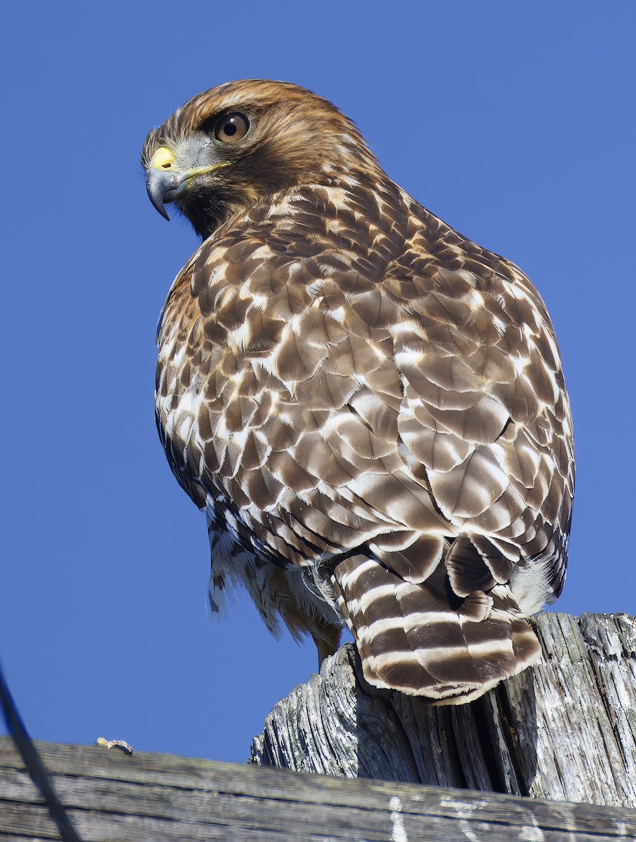 Red-shouldered Hawk - ML644574039
