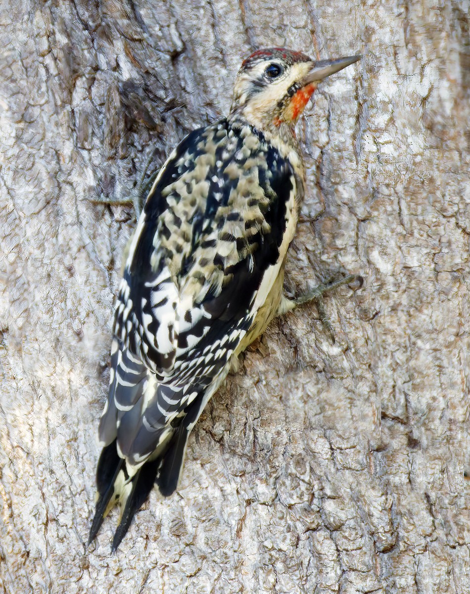 Yellow-bellied Sapsucker - ML644574044