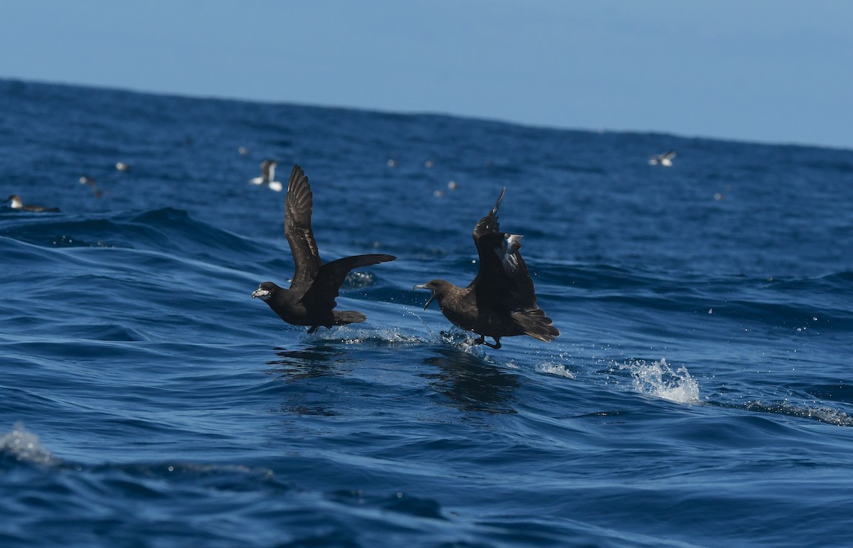 Brown Skua (Subantarctic) - ML644574048