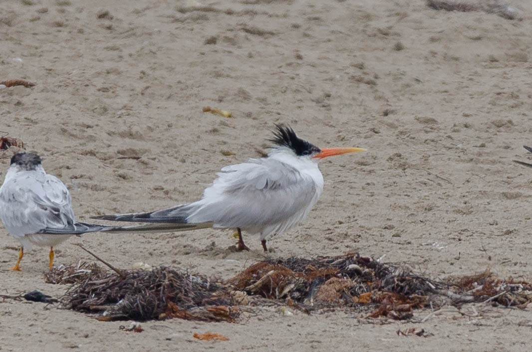 langnebbterne - ML644574049