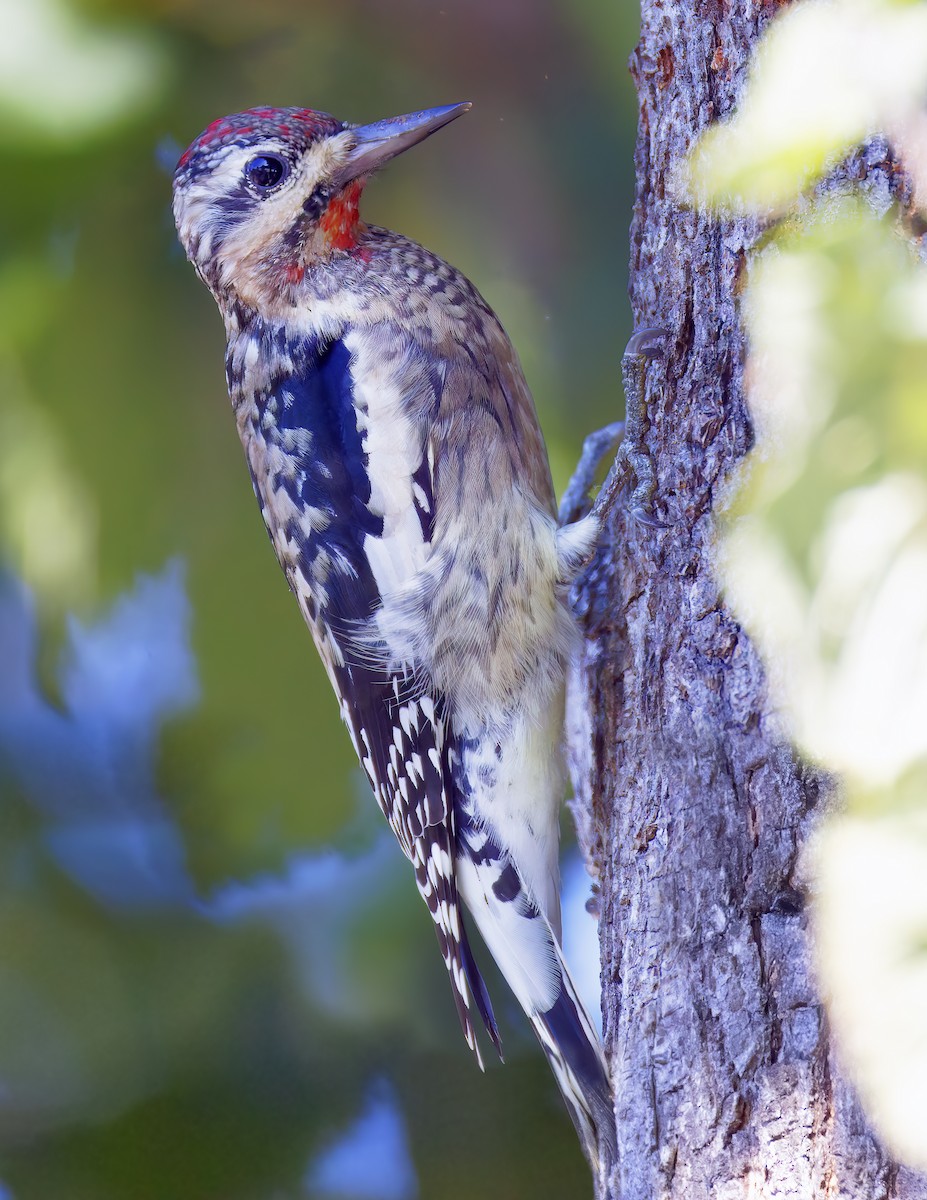 Yellow-bellied Sapsucker - ML644574050