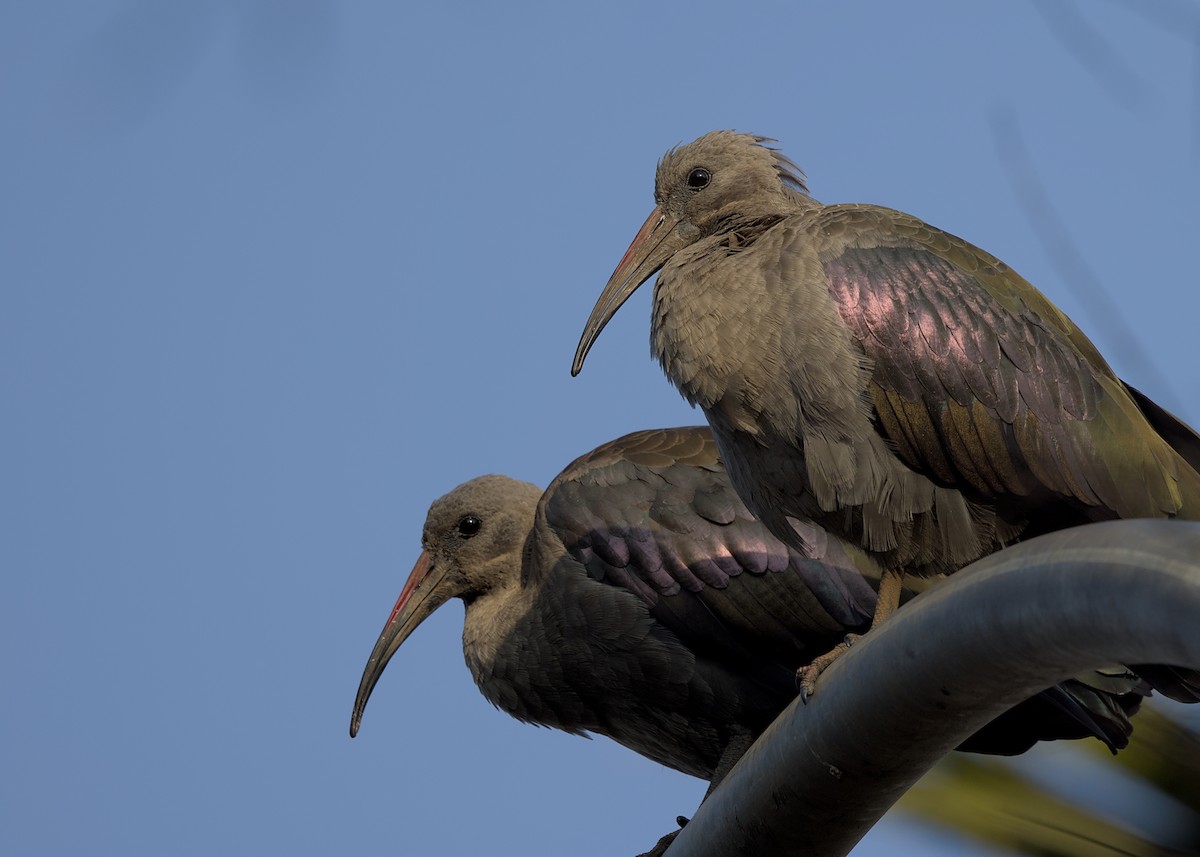 hadadaibis - ML644574051