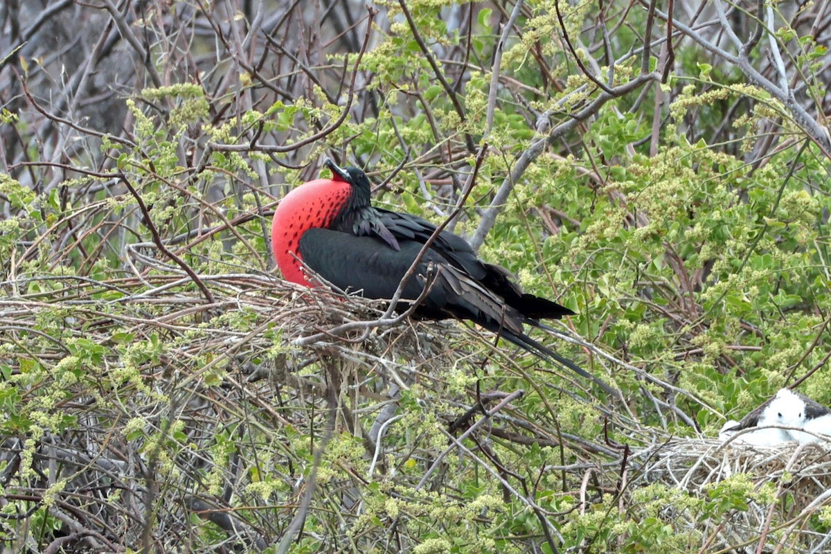 Magnificent Frigatebird - ML644574052