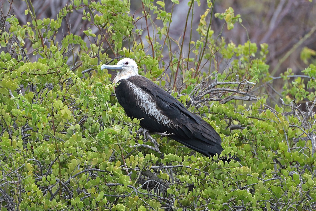 Magnificent Frigatebird - ML644574053