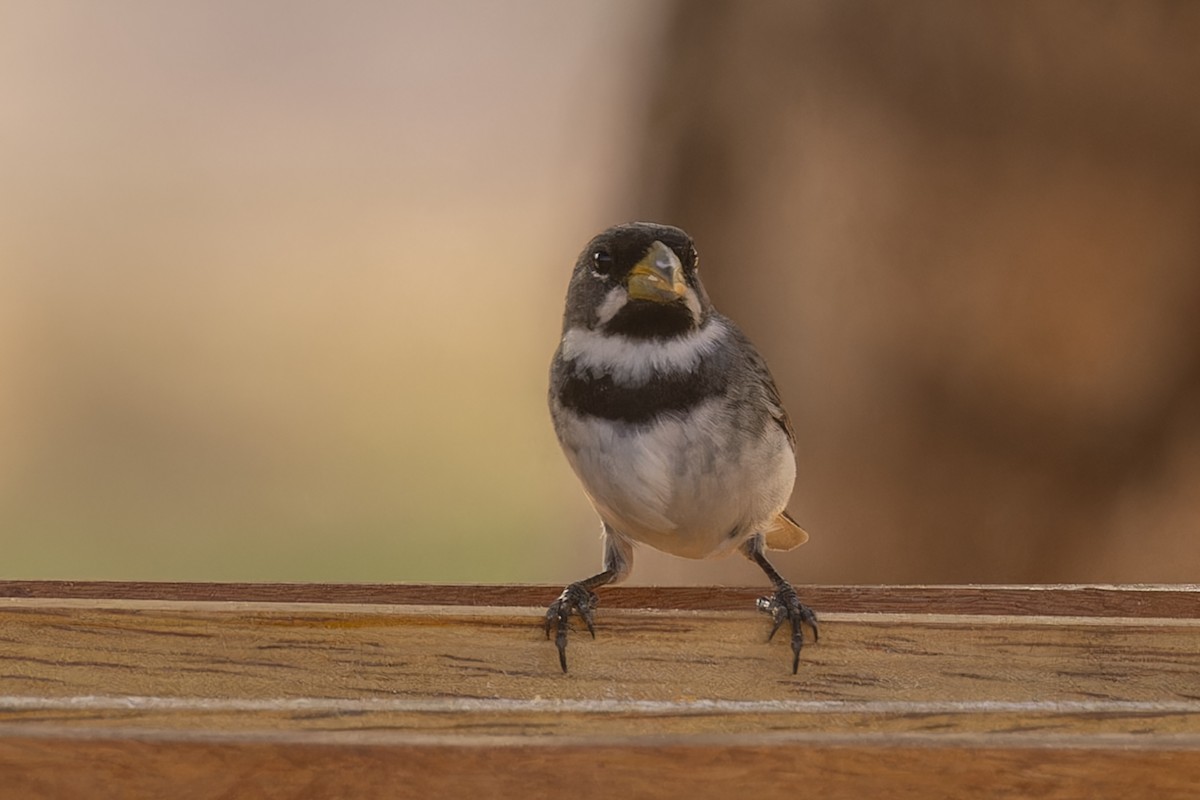 フタスジヒメウソ - ML644574056