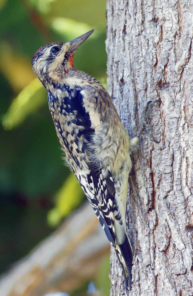 Yellow-bellied Sapsucker - ML644574058