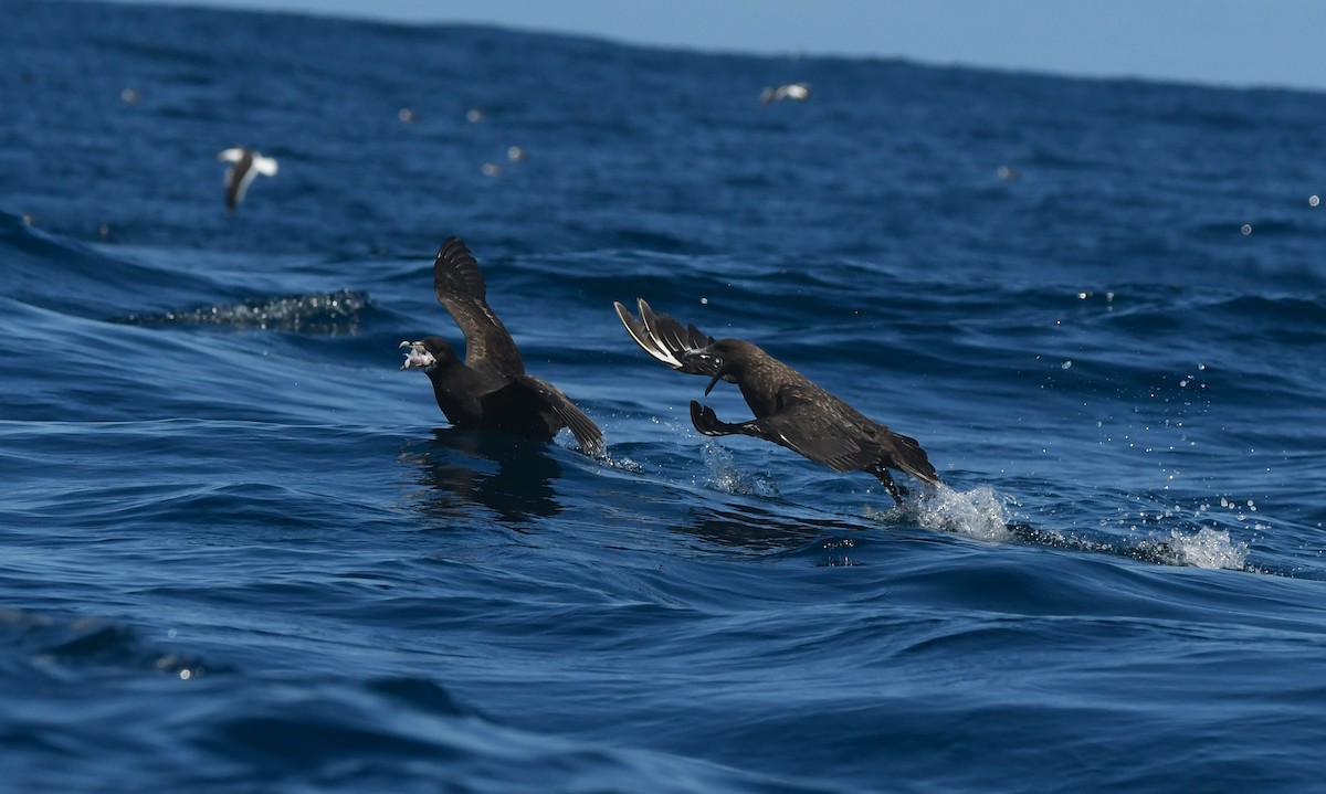 Brown Skua (Subantarctic) - ML644574059