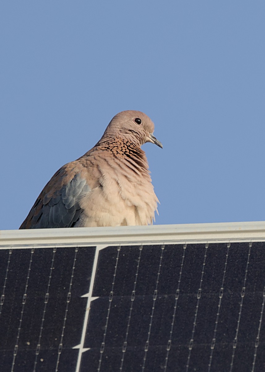 Laughing Dove - ML644574065