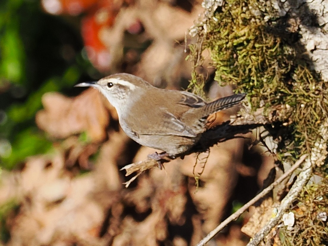 Длиннохвостый крапивник - ML644574066