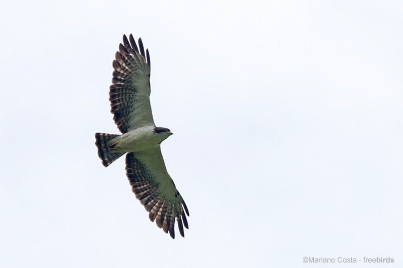 káně krátkoocasá - ML644574069