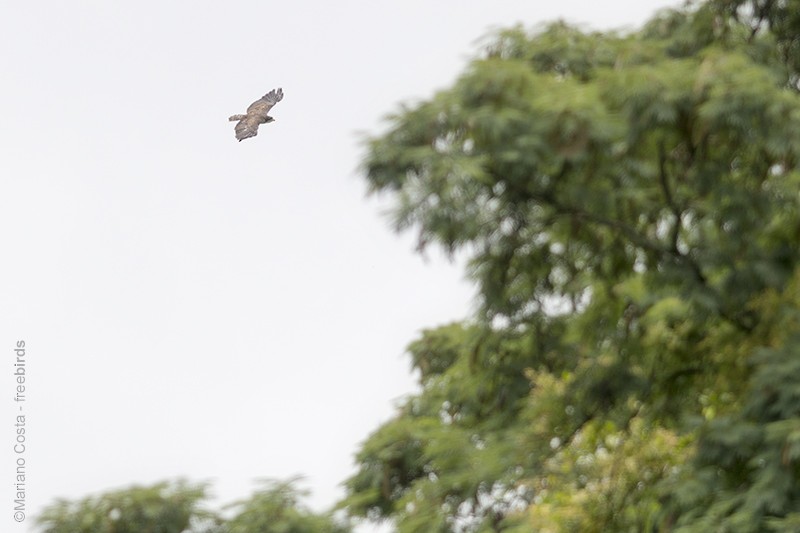 káně krátkoocasá - ML644574070