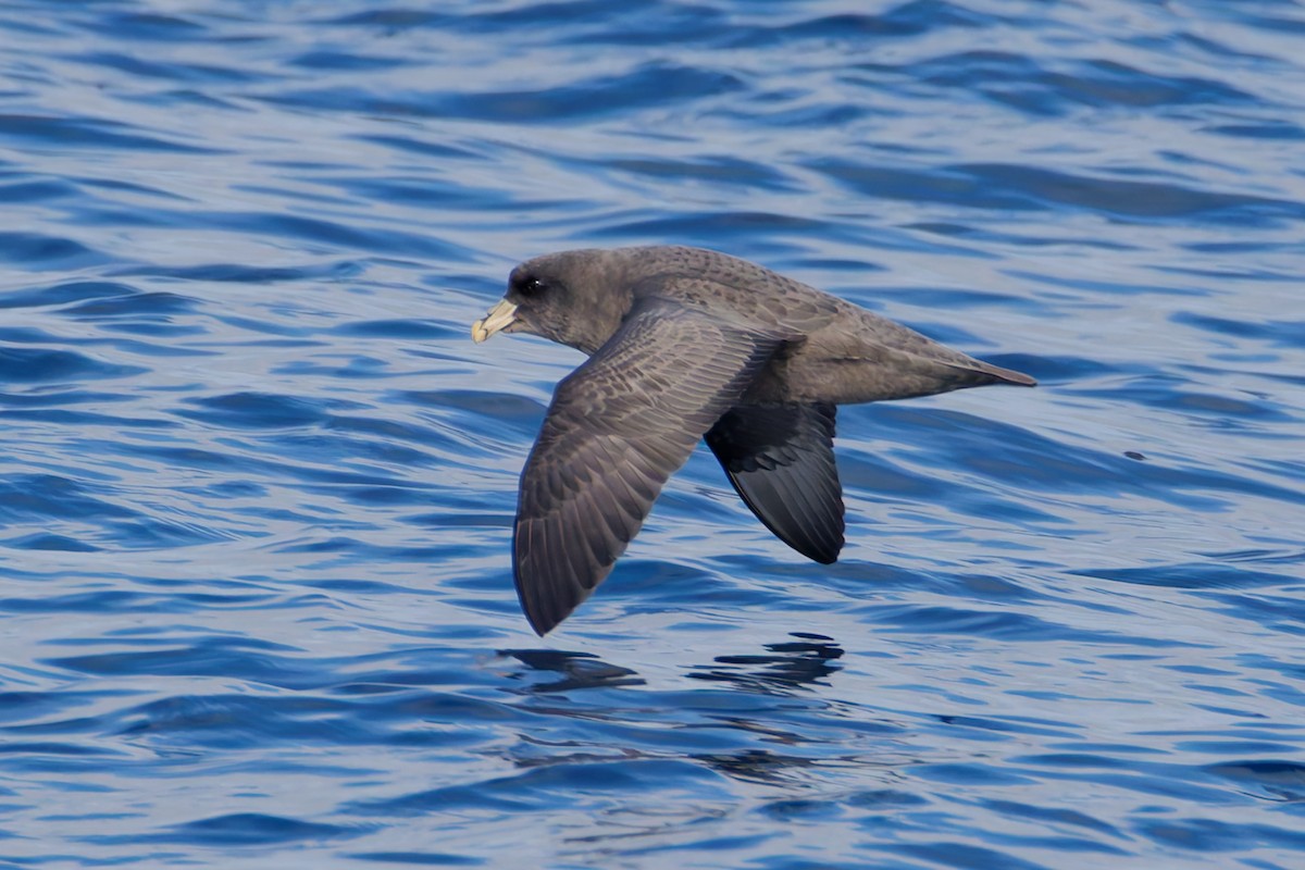 Буревісник кочівний - ML644574071