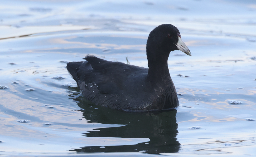 American Coot - ML644574079
